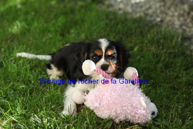 Cavalier King Charles : Jackpot du rocher de la Garelire